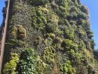 A plant wall near the Caixa Institute in Madrid, Spain