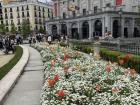 Tulips outside of the Teatro Real in the center of Madrid