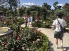 A blooming rose garden in El Parque Retiro