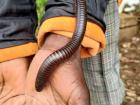 The full grown Giant African Millipede