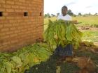 Ba Chichi showing us how she has hung the tobacco harvest on sticks to be dried