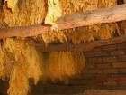 This is the inside of a tobacco drying barn