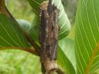 The wacky bagworm caterpillar makes a ‘bag’ out of whatever’s around and moves around with it for protection. Once it’s ready to pupate, it seals off the bag and pupates  