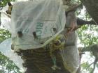 A top-bar beehive made from sticks and mud, covered in metal and plastic found around the house