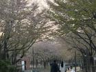 On Children's Day I went to Seoul Forest. There were many families here playing in the park 