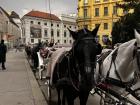 Horse carriage rides are common in Vienna. Here I captured a line if them waiting to be taken on a ride.
