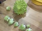 Can you believe that this is a type of broccoli? It is Italian broccoli.