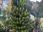 Lots of bananas growing on this plant! 