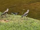 Some small birds at the park, the Portuguese word for bird is "pássaro"