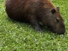 I saw this capybara at a park an hour away from my apartment, in Portuguese its called "Capivara" similar pronunciation to english