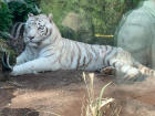 I thought this tiger was beautiful! The white tiger is rarer, so it was surprising that the zoo was taking care of one