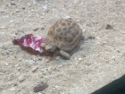 This type of tortoise is called a spider tortoise, and they are very small! They only grow to be about 8 inches long
