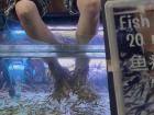 A fish spa, where you can let fish nibble your feet