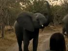 This elephant was trumpeting trying to scare us and protect its young