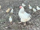 My host moms chickens roaming about the yard