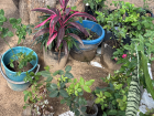 These are the various plants she has - the pink is her favorite