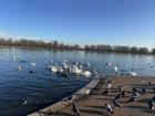 Kensington garden pond with lots of ducks and swans