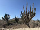 A field near the beach that had numerous large cardones