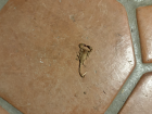 This scorpion was taking a rest in my house, right in the middle of the floor!