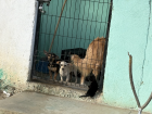 A few friendly dogs and a tiny kitten