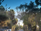 Driving through the oasis in the middle of town! So beautiful!