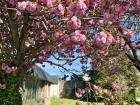 Spring finally begun! Flowers in Mont-St-Michel, which is a part of Normandy in Northern France