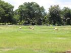Sheep grazing on the soccer field