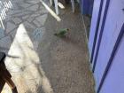 My host Dad's parrot exploring the house