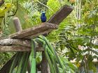 A beautiful blue bird I saw while drinking my coffee this morning