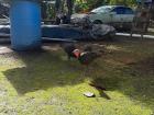 The turkeys chilling outside my room. They are always so loud!