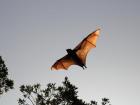 A flying fox soars through the colony in Centennial Parklands