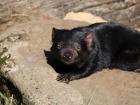 A juvenile Tasmanian Devil Basks in the sunlight.