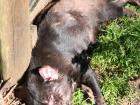A sleeping adult Tasmanian Devil.
