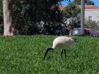 A white Ibis or "Bin Chicken" in Surry Hills