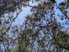 Trees in Centennial Parklands filled with Flying Foxes.