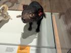 A stuffed model of a Tasmanian Devil at the Tasmanian Museum and Art Gallery in Hobart.