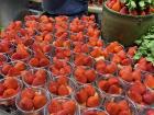 They cut all of the strawberries in Borough Market each day