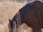 A large, brown horse eating away at a tall Silver Grass patch