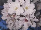 Even at night, the white petals are so bright