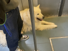 A surprisingly large dog riding the Lisbon metro. 