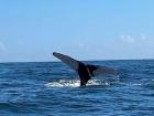 The tail of a humpack whale in Samana bay/La cola de una ballena jorobada en la bahía de Samaná