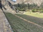 Potatos growing on terraced plots