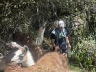 My brother stuck behind some llamas on an old Inca road