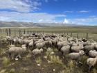 A herd of sheep that ruined an experimental grass parcel