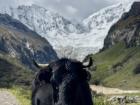 A cow that lives off contaminated water