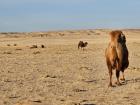 My friend Austin, who lives in Dornogovi Province, sent me this photo of camels in the Gobi Desert
