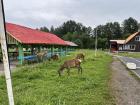 Outside of Ulaanbaatar, it's easy to run into deer even in places occupied with people