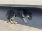 Caught this pooch taking a nap in the shade of a car 