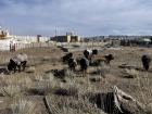 I ran into this group of cows in Murun, the capital of Khuvsgul