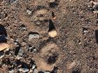 My friend Jon, who lives in the southern province of Bayankhongor, sent me this photo of snow leopard tracks 